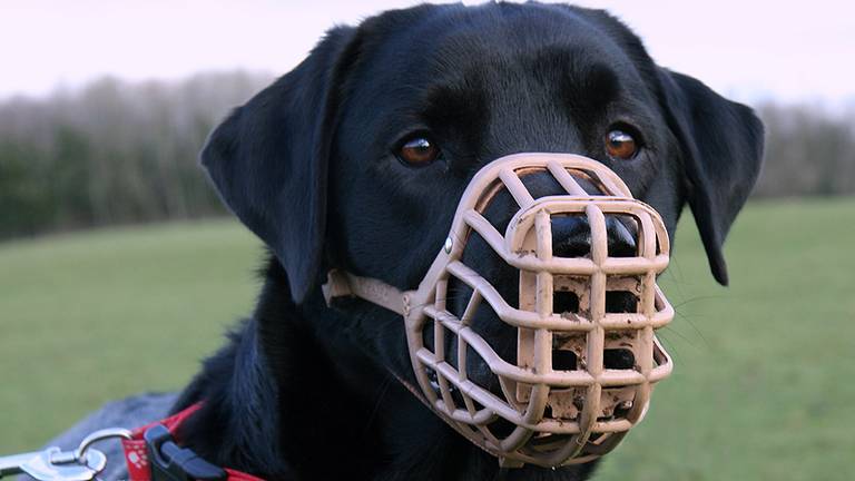 Mogelijk moet de hond een muilkorf.