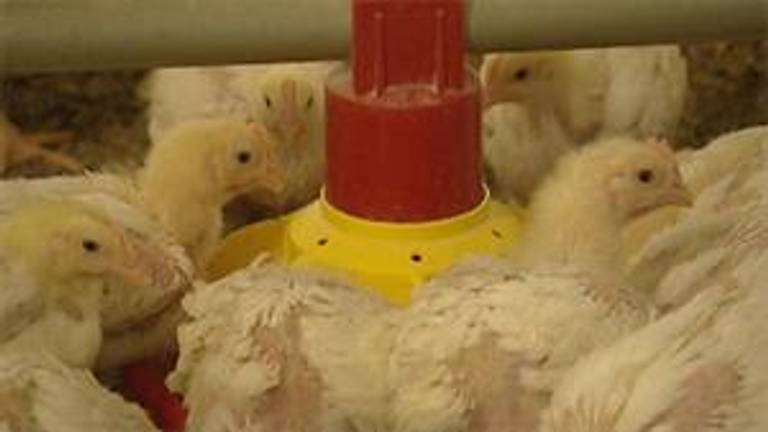 De bacterie werd in twee stallen ontdekt