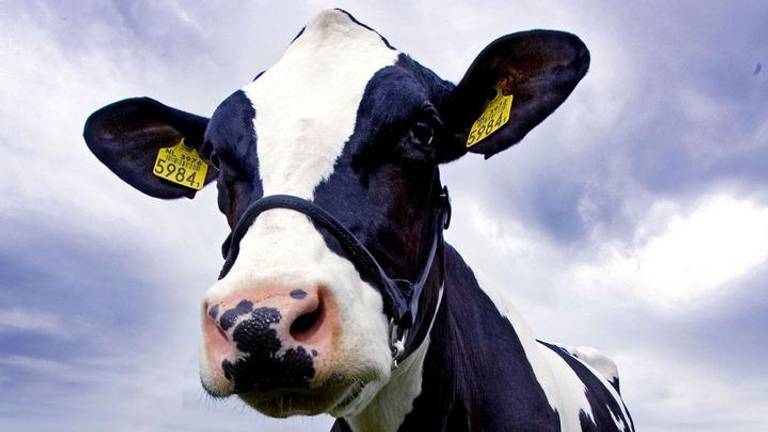 Een koe terroriseert de bossen rond Berlicum