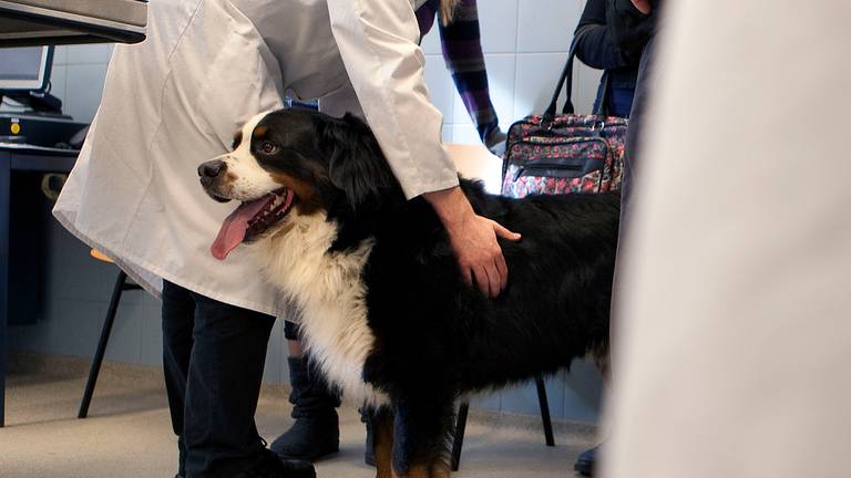 Als het aan Bozkurt ligt, hoeft straks niemand meer een bezoekje aan de dierenarts over te slaan.