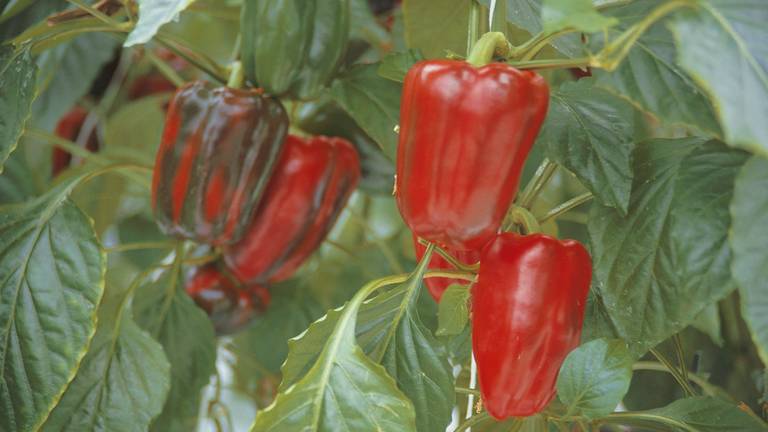 Naweeën zomerdroogte: mogelijk minder paprika's in de winkel