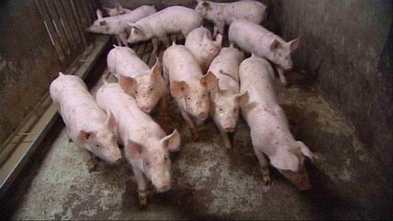 Biggen in een varkenshouderij (archieffoto)