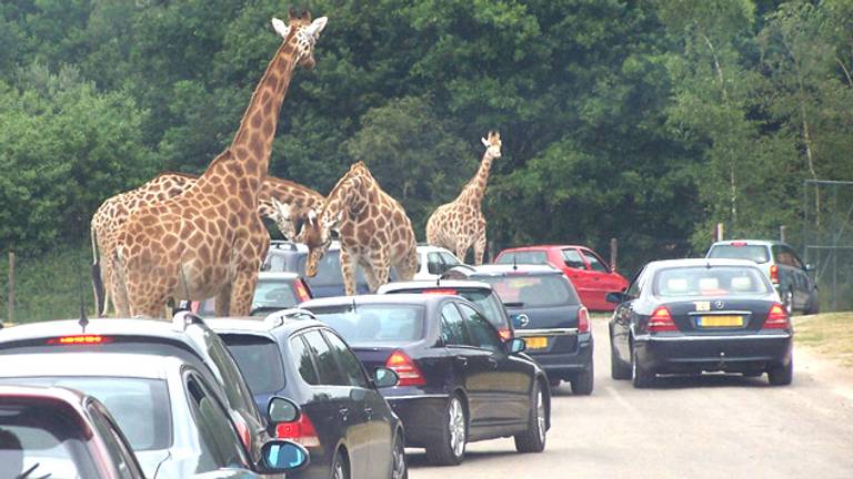 Aanschuiven om Afrikaanse dieren te zien in de Beekse Bergen