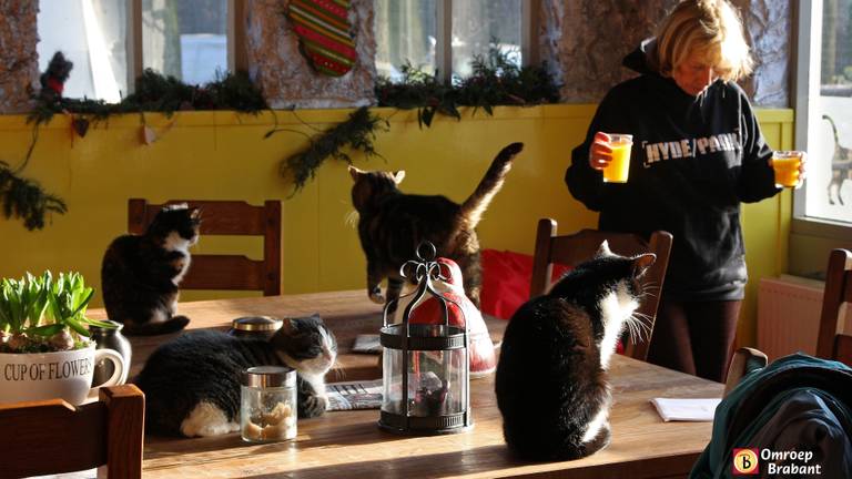 Het Dierenthuis (foto: Karin Kamp)