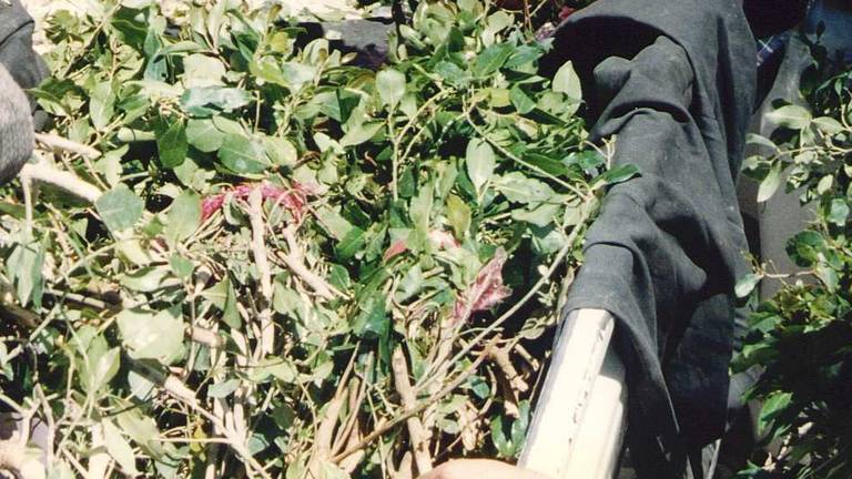 Qat