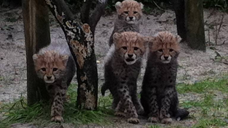 De cheetahwelpjes groeien hard (foto: Zoo Parc Overloon).