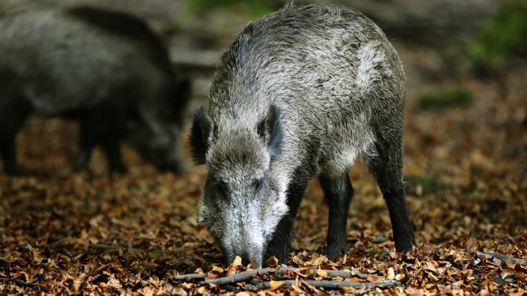 Wilde zwijnen teisteren Zuidoost-Brabant. Foto: ANP