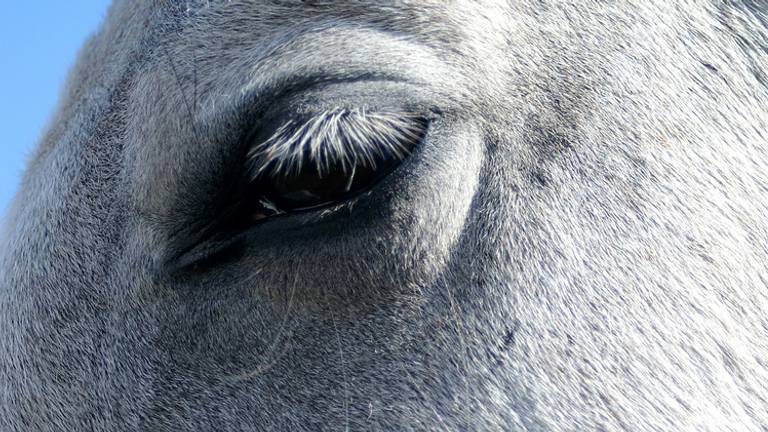 Ad van Geloven stopt met import paardenvlees uit Mexico