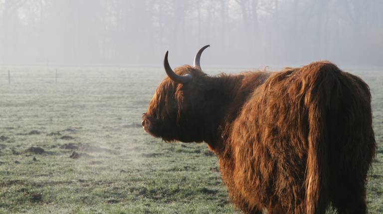 japon Kinematica Concentratie Pas op voor grote rode koeien in het Leenderbos! - Omroep Brabant