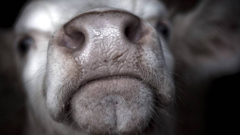 Provincie kan hardleerse veehouders moeilijk dwingen duurzaam te werken
