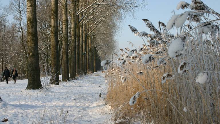 Pluimen met sneeuw Foto: Theo Heinsbergen
