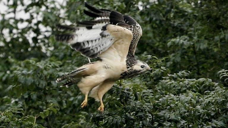 Een buizerd. (Foto: ANP)