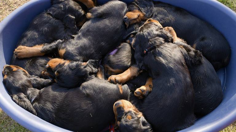 Fokker in Hapert beschuldigd van gesjoemel met puppies