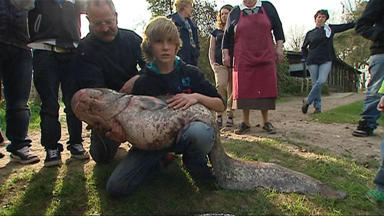 Een grote meerval in Oirschot.