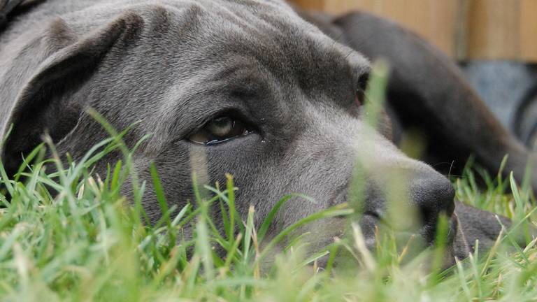 Volgens dierenartsen zijn de honden niet vergiftigd (archieffoto)