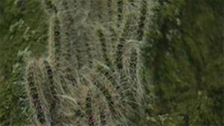 Eikenprocessierupsen (archieffoto).