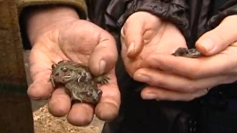 Knoflookpadden. (foto: archief).