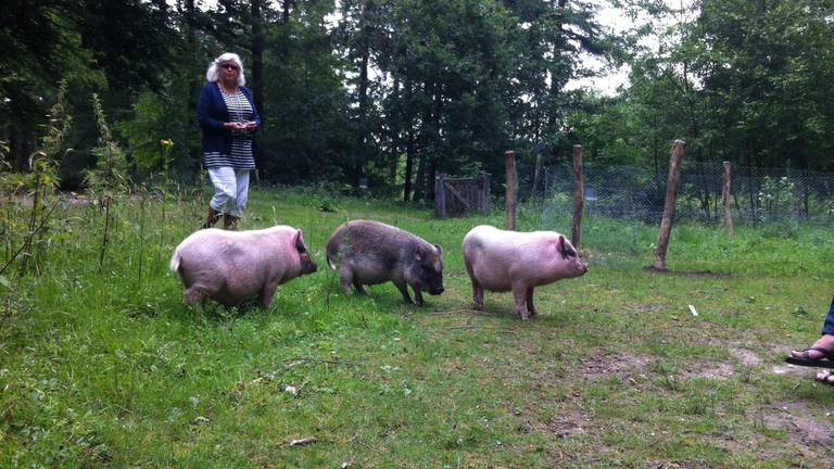 Omroep Brabant