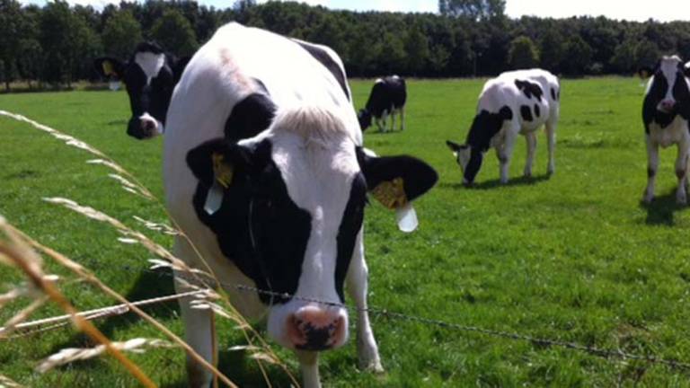 Het bedrijf mag groeien (Foto: archief)