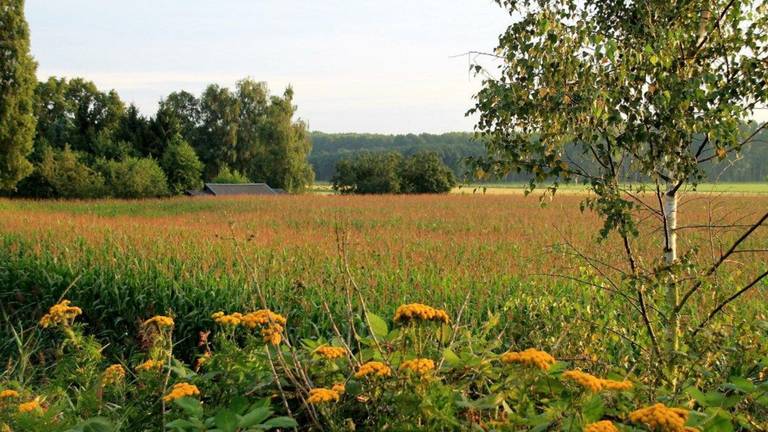 Omroep Brabant