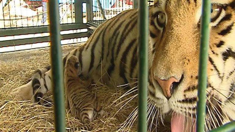 Een tijgerwelpje van circus Belly Wien.