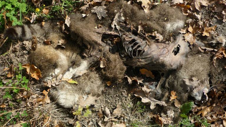Het kadaver (foto: Ellen van Rijn)
