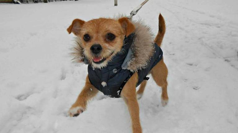 Enorme Run Op Skipakken En Rubberen Sokjes Voor Honden Omroep Brabant