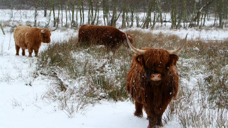 Omroep Brabant