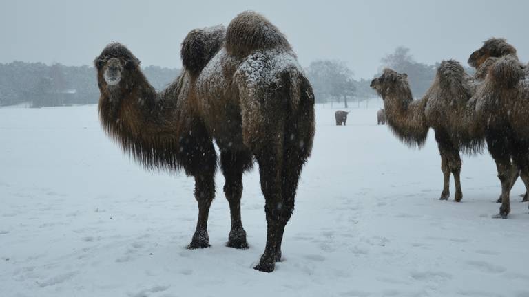 Omroep Brabant