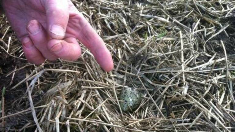 Het eerste Brabantse kievitsei(Foto: Marcel Huisman)