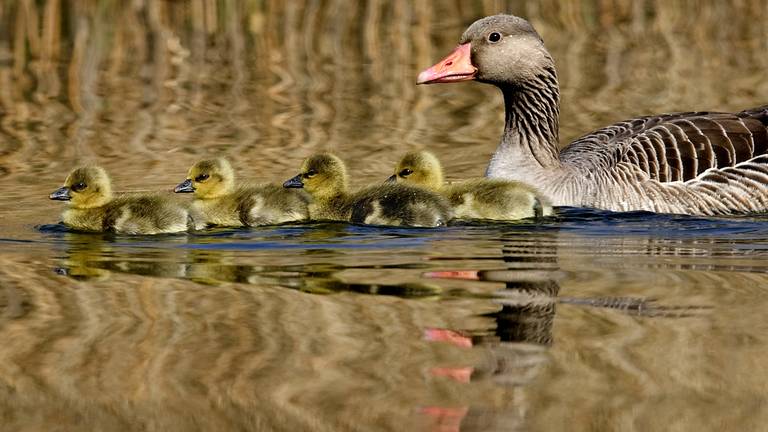 Grauwe gans met jongen (Foto: ANP)