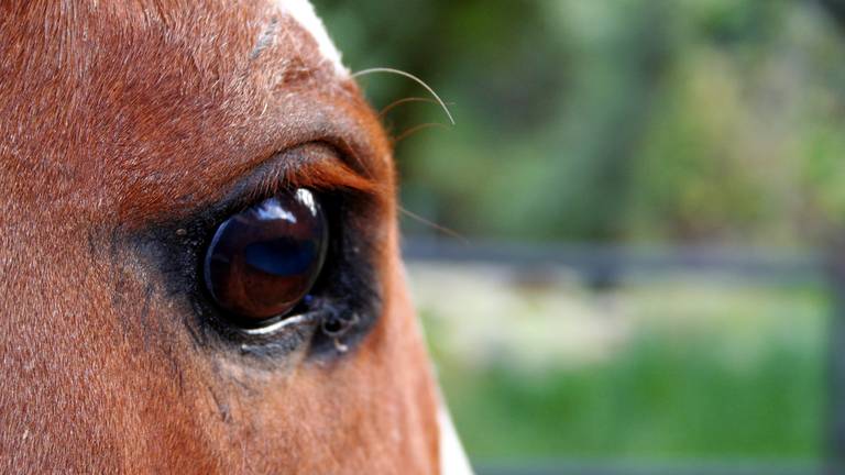 Het paard is mishandeld en misbruikt. Foto: Archief