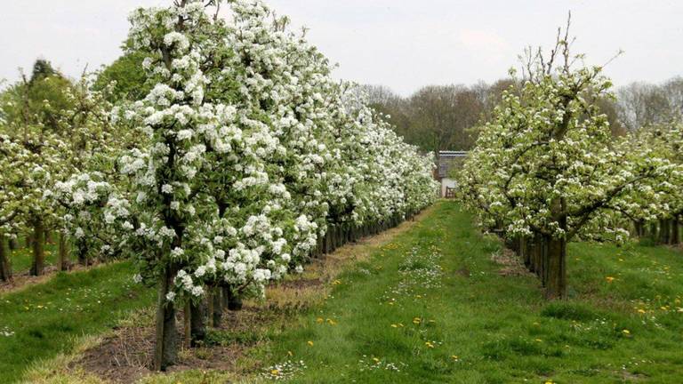 De lente komt eraan, maar fruittelers moeten hun bomen eerst nog tegen flinke nachtvorst beschermen. (Archieffoto: Martha Kivits)