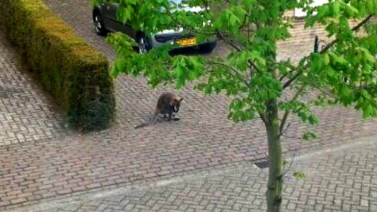 Omroep Brabant