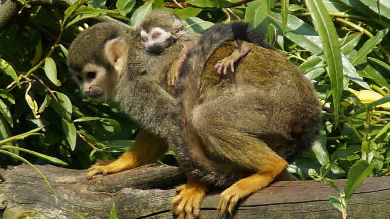 Foto ter illustratie.