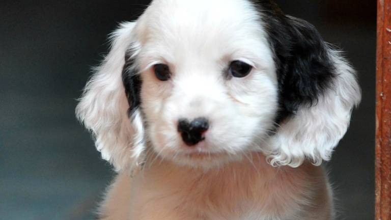 Puppy