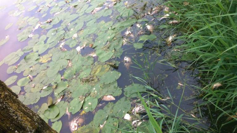 Duizend dode vissen in Zuidafwateringskanaal bij Raamsdonk (Foto: Marcel Huisman)