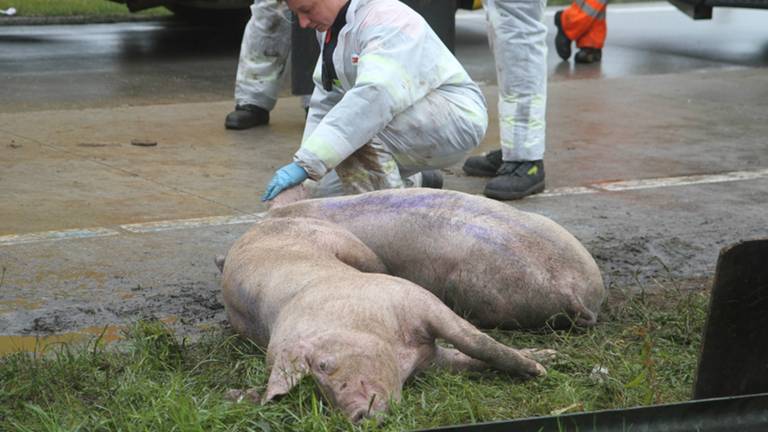 Omroep Brabant