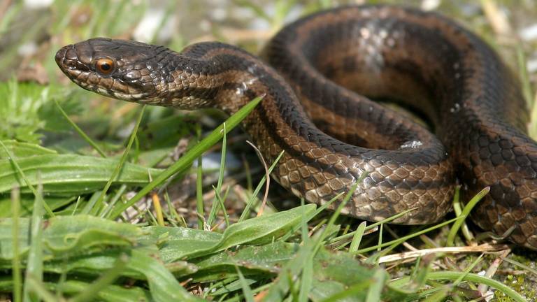 Een van de gladde slangen die gezien is bij Ossendrecht (foto: Moniek Rozemeijer/Natuurmonumenten)