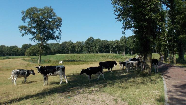Omroep Brabant