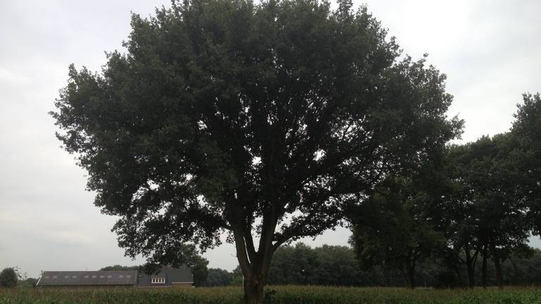 Omroep Brabant