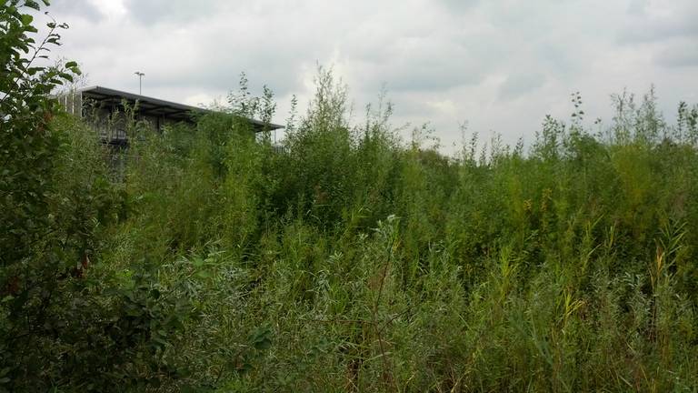 Het onkruid staat zo'n twee meter hoog (foto: Ferenc Triki)