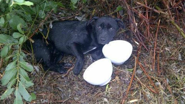 Gewond hondje gevonden. (Foto: Twitter/DierenpolitieOB)