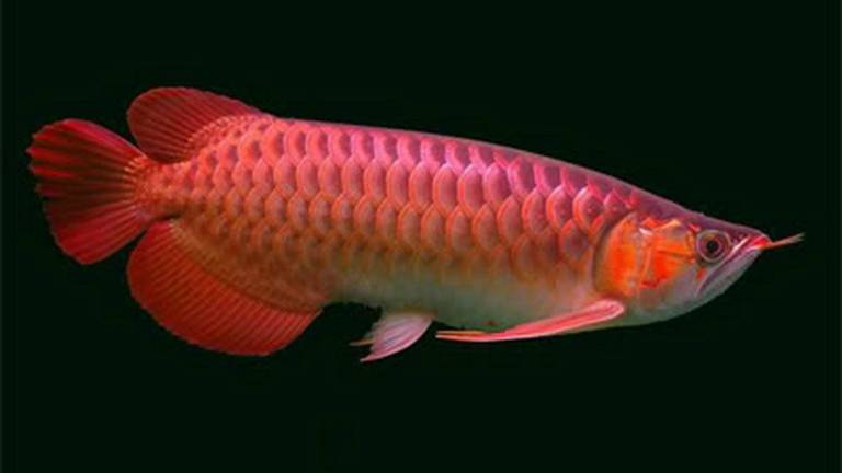 De gestolen Arowana. (Foto: Aquarent)