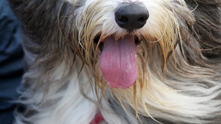 Blije bearded collie (foto: Karin Kamp)