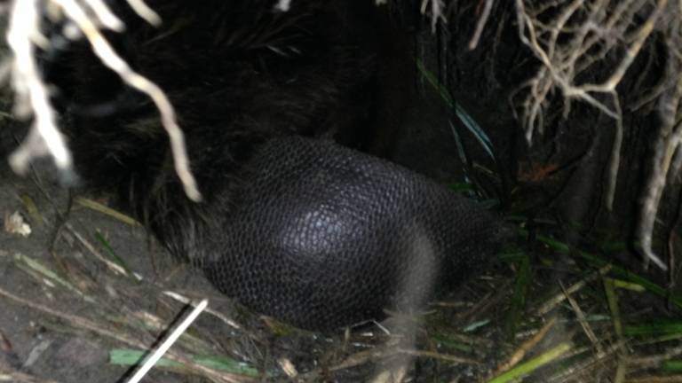 bouwt miniburcht eigenaar De Beverburcht - Omroep Brabant