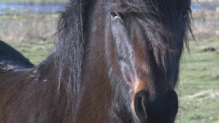 Een paard. (Archieffoto)