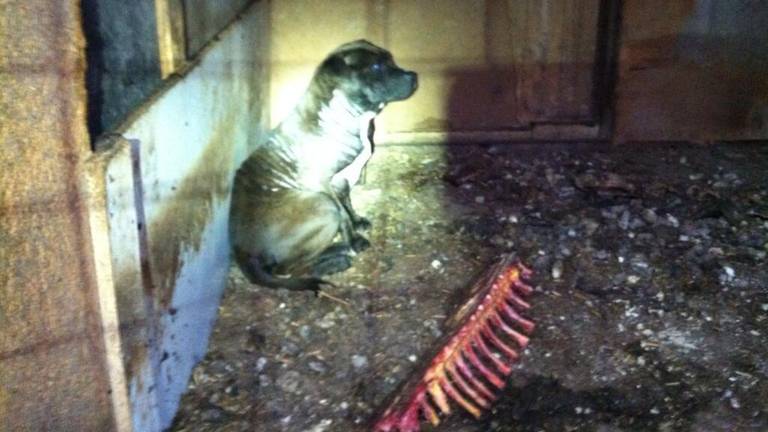 Een van de verwaarloosde honden (Foto: Dierenpolitie)