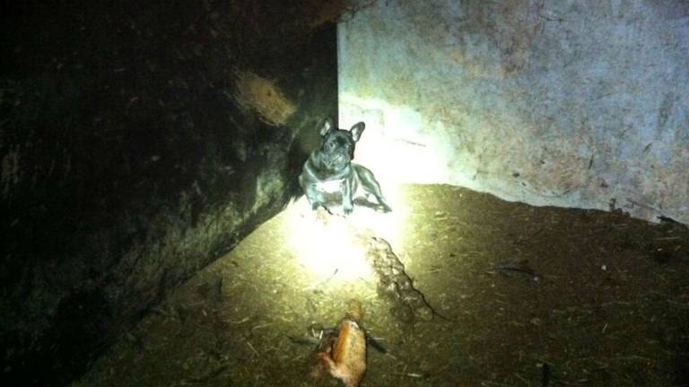 Verwaarloosde hond bij een fokker (Foto: Dierenpolitie) 