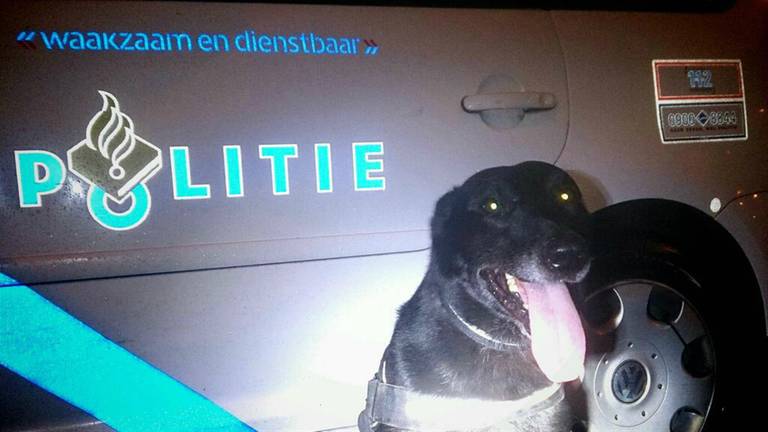 Politiehond Rex (archieffoto Omroep Brabant)